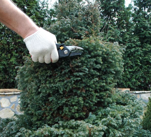Cost of Ornamental Tree Trimming in Inverness