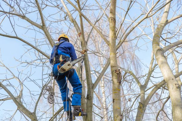 Cost of Large Tree Trimming in Inverness