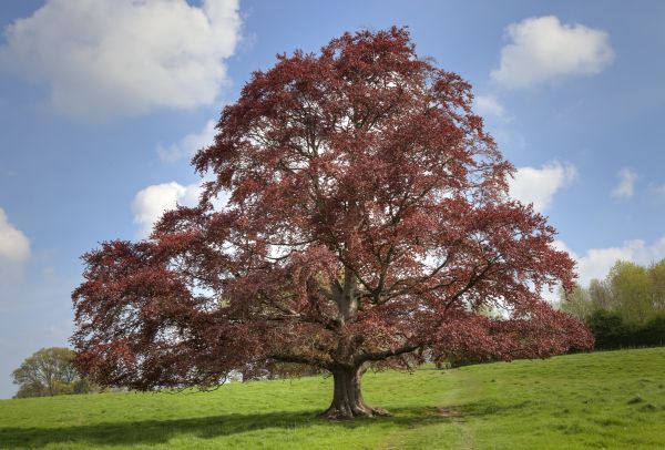 Cost of Beech Tree Pruning in Inverness