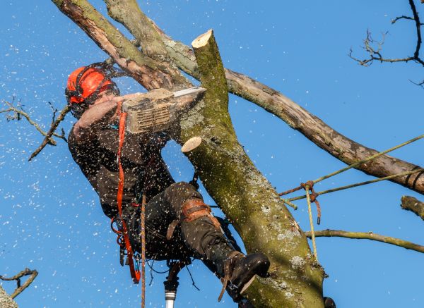 Tree Trimming Service in Inverness