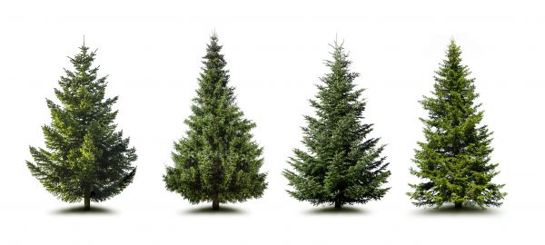 Cost of Pine Tree Trimming in Inverness