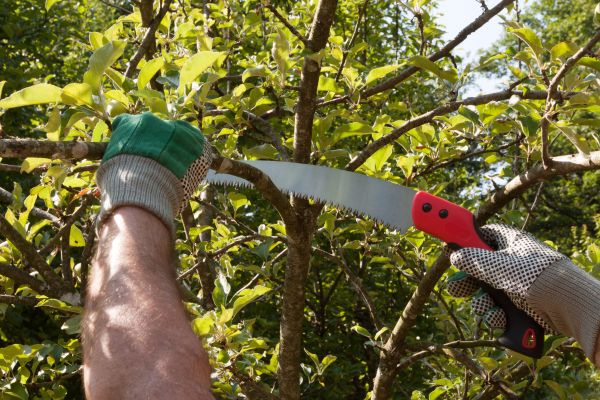 Apple Tree Trimming in Inverness